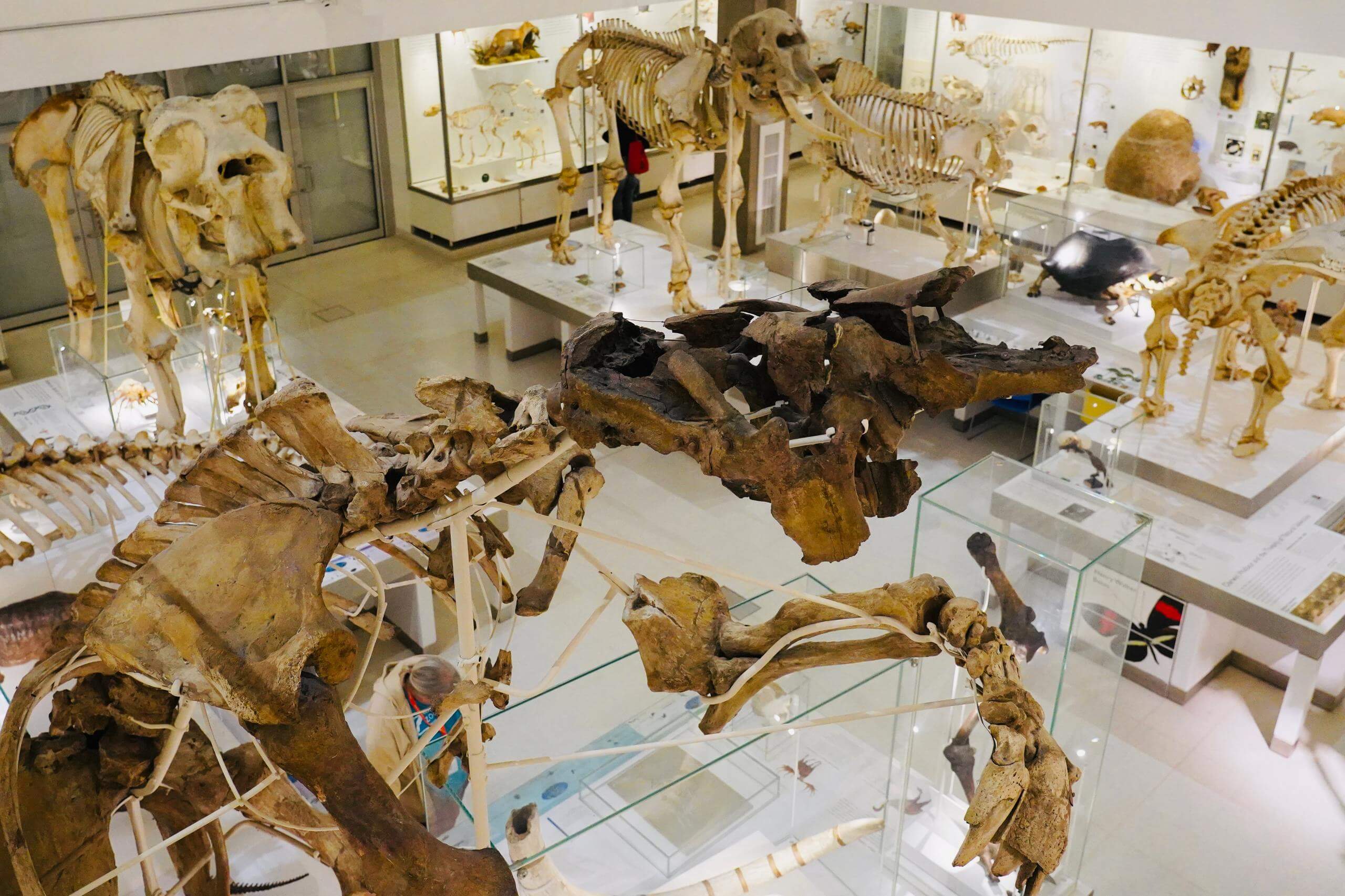 Cambridge Zoology Museum Guided Tour (Shared)