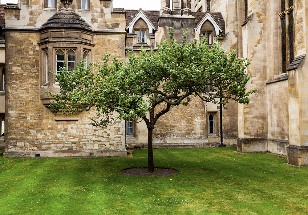 Newton’s Apple Tree
