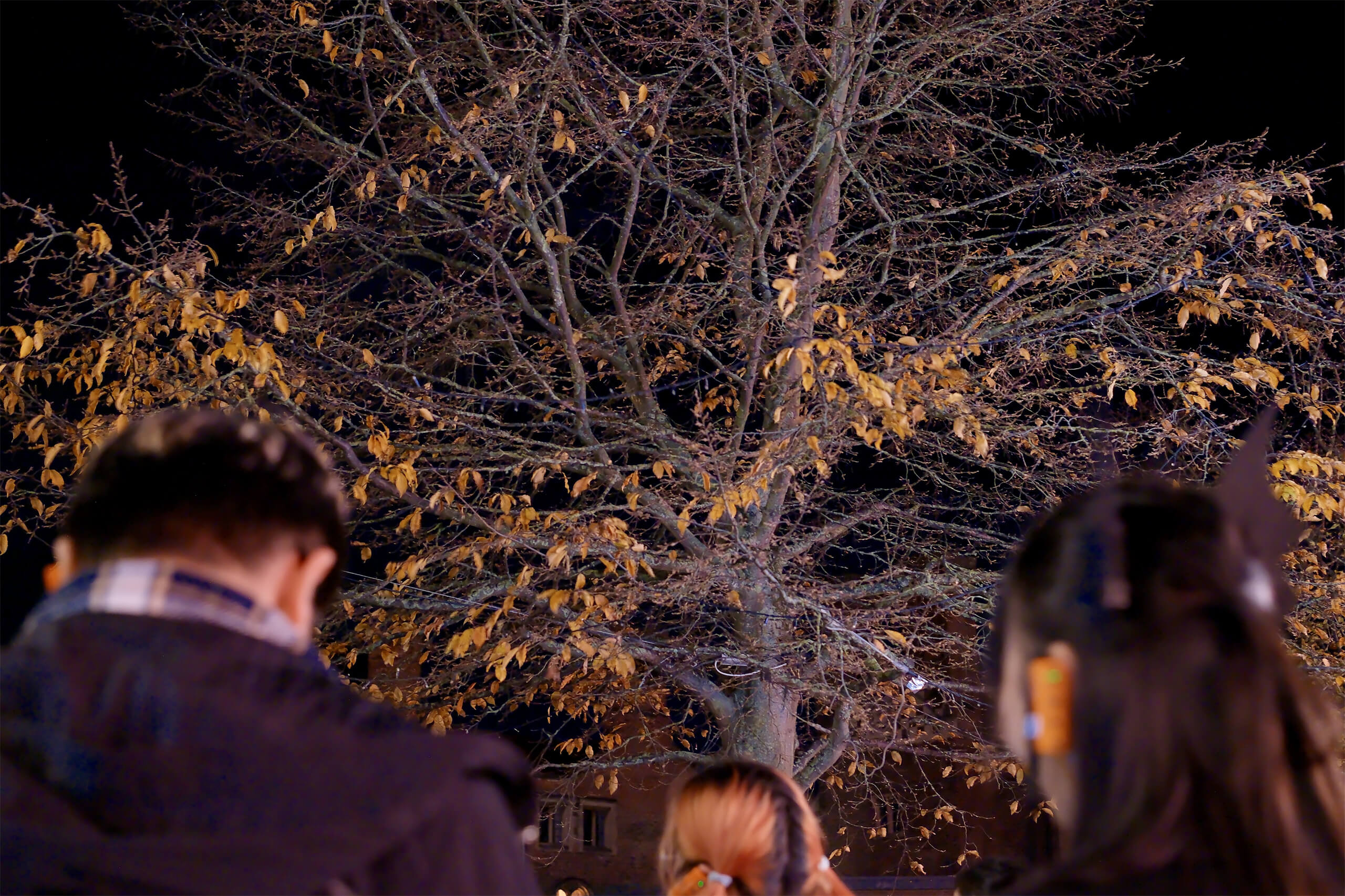 Cambridge Night Walk: An Evening Experience