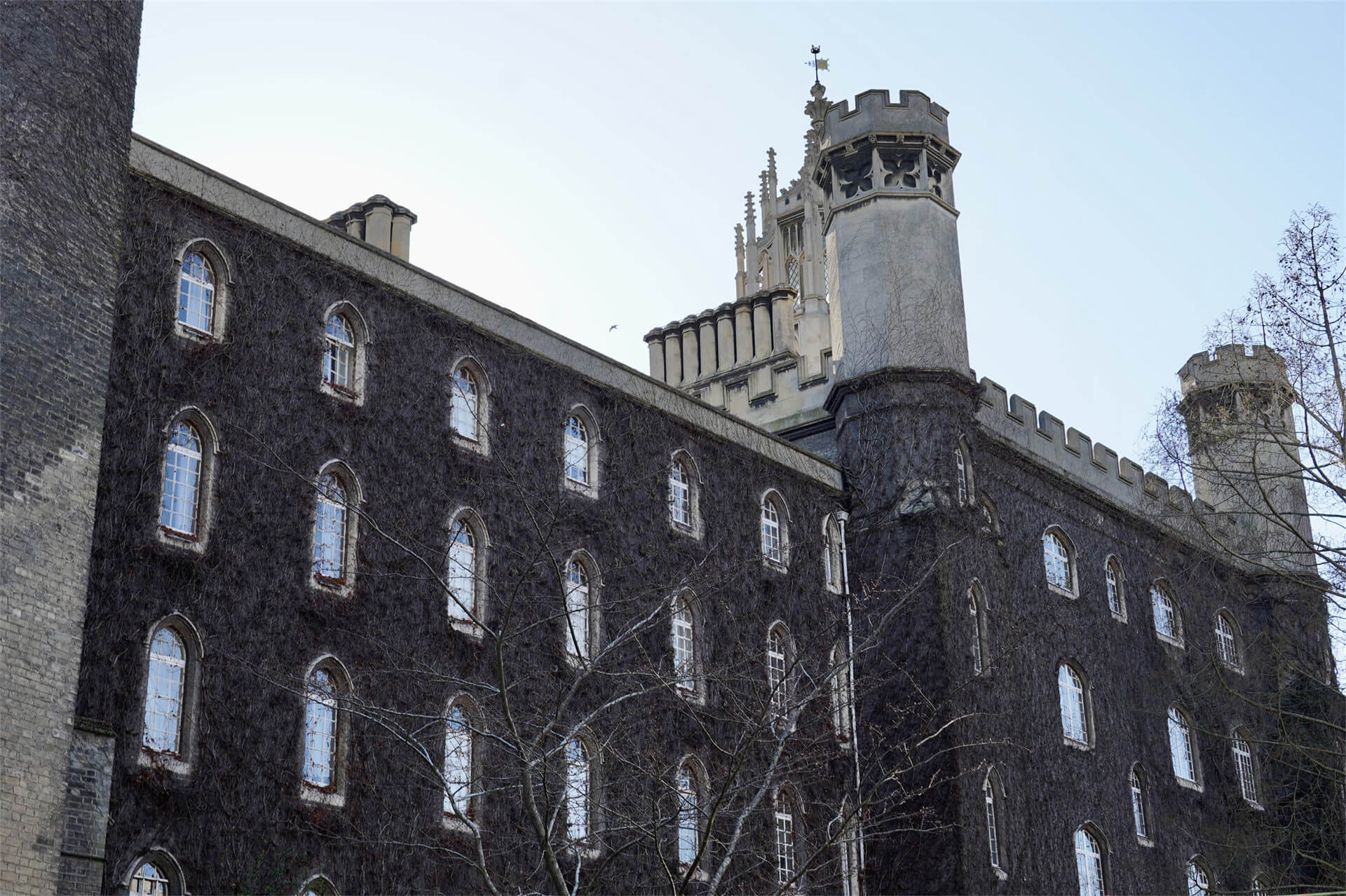 Virginia Creeper Cambridge