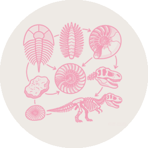 Real Fossil Specimens